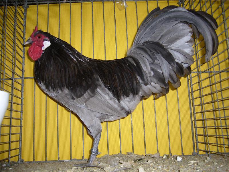 Hannover 2008 102.jpg - Zwerg- La Fleche blau-gesäumt von Anna Jostmeier HV 96 MB